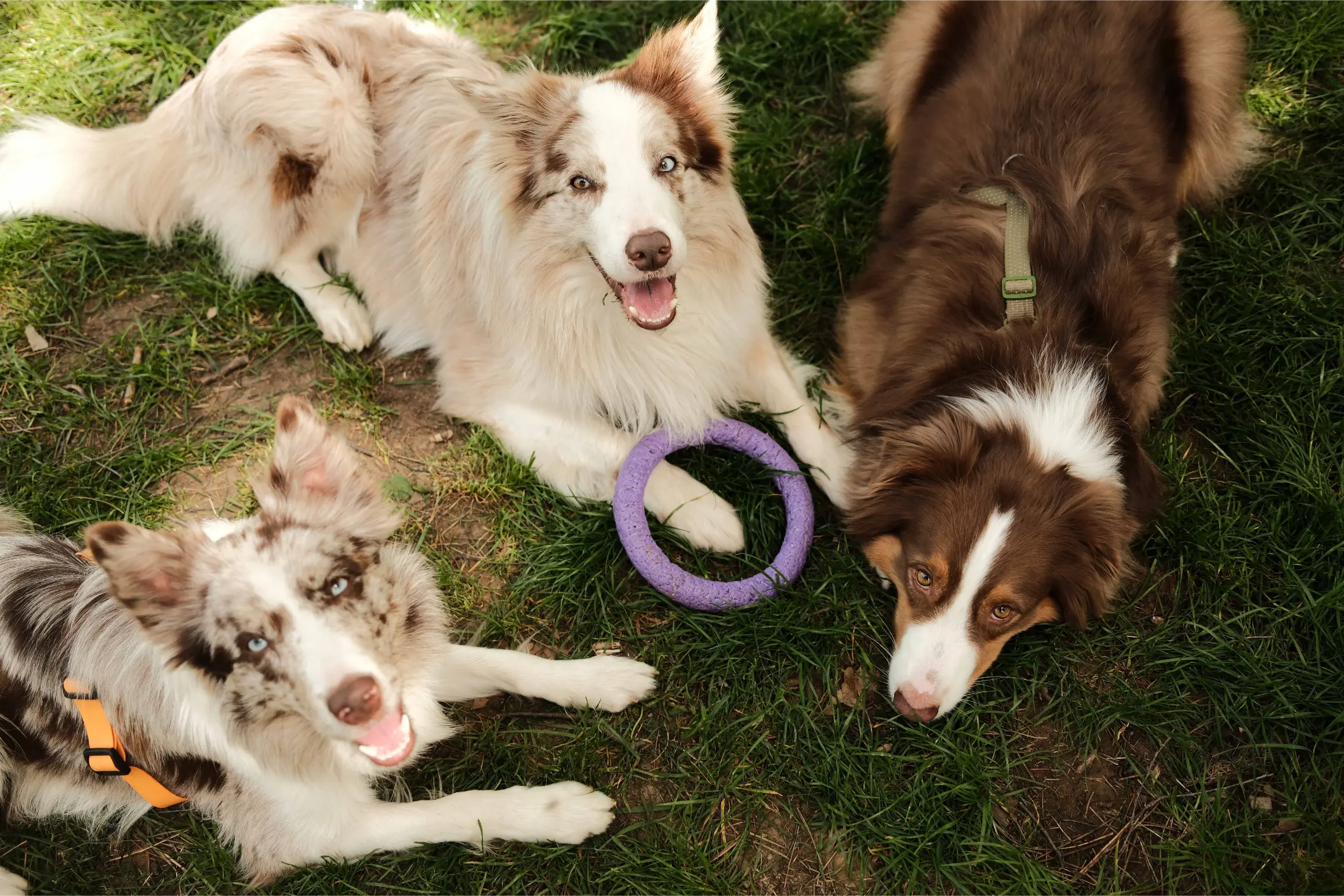 Imperial Dog Park